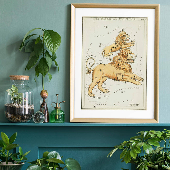 Leo Major And Leo Minor Astrology Antique Print: 27 ½ x 39 ¼ in | 70x100 cm / Gloss