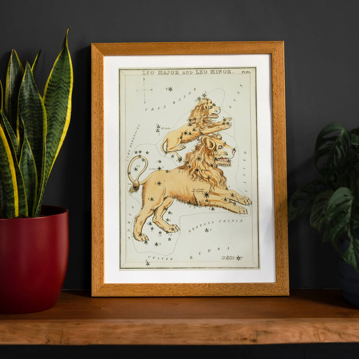 Leo Major And Leo Minor Astrology Antique Print: 27 ½ x 39 ¼ in | 70x100 cm / Gloss